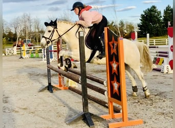 Connemara, Mare, 5 years, 14,1 hh, Gray