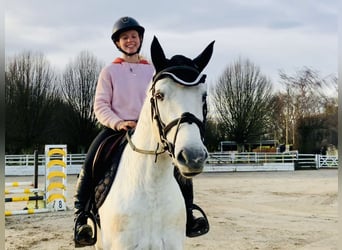 Connemara, Mare, 5 years, 14,1 hh, Gray