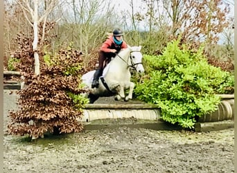 Connemara, Mare, 5 years, 14,1 hh, Gray