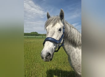 Connemara, Mare, 5 years, 14.1 hh, Grey-Dapple