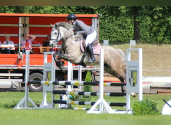 Connemara, Mare, 5 years, 14.1 hh, Grey-Dapple