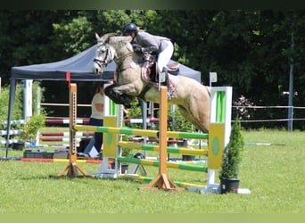 Connemara, Mare, 5 years, 14.1 hh, Grey-Dapple
