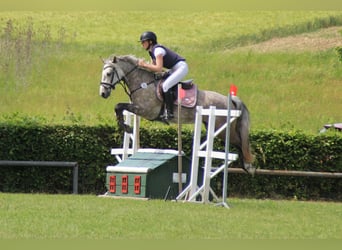 Connemara, Mare, 5 years, 14.1 hh, Grey-Dapple