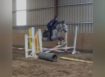 Connemara, Mare, 5 years, 14.1 hh, Grey