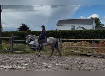 Connemara, Mare, 5 years, 14.1 hh, Grey