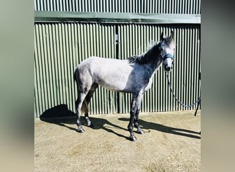 Connemara, Mare, 5 years, 14.1 hh, Grey