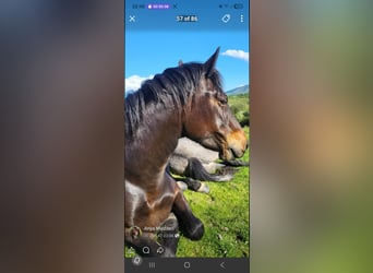 Connemara, Mare, 5 years, 14.2 hh, Bay