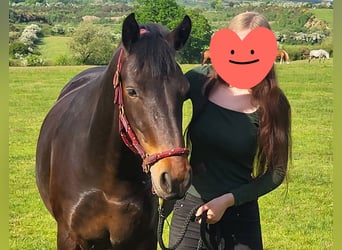 Connemara, Mare, 5 years, 14.2 hh, Bay