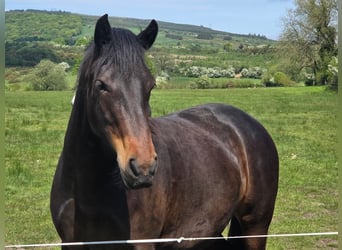 Connemara, Mare, 5 years, 14.2 hh, Bay
