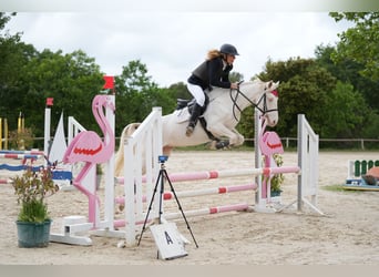 Connemara, Mare, 5 years, 14.2 hh, Cremello