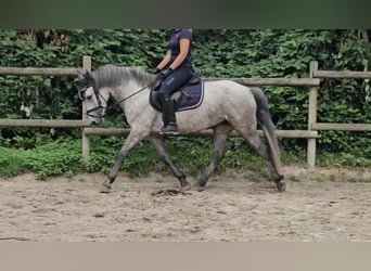 Connemara, Stute, 5 Jahre, 14,2 hh, Apfelschimmel