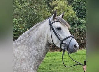 Connemara, Stute, 5 Jahre, 14,2 hh, Apfelschimmel