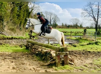 Connemara, Mare, 5 years, 14,2 hh, Gray