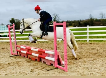 Connemara, Mare, 5 years, 14,2 hh, Gray