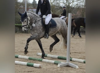 Connemara, Mare, 5 years, 14.2 hh, Grey-Dapple