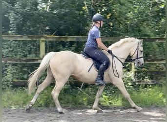 Connemara Mix, Mare, 5 years, 14.2 hh, Palomino