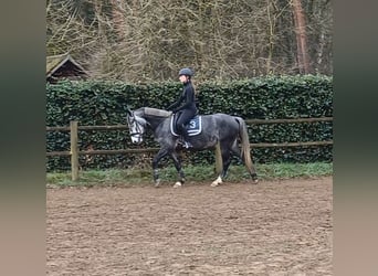 Connemara, Mare, 5 years, 14,3 hh, Gray