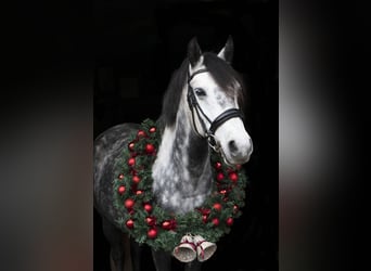 Connemara Mix, Mare, 5 years, 14 hh, Gray-Dapple