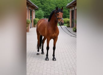 Connemara Mix, Mare, 5 years, 14,1 hh, Bay