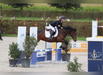 Connemara, Mare, 5 years, 14,1 hh, Brown