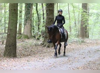 Connemara, Mare, 5 years, 14,1 hh, Brown
