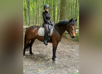 Connemara, Mare, 5 years, 14,1 hh, Brown