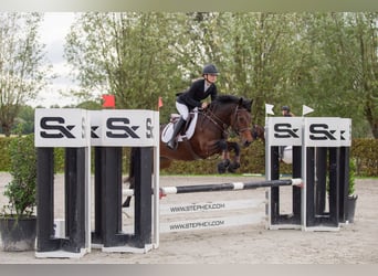 Connemara, Mare, 5 years, 14,1 hh, Brown