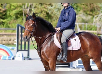 Connemara, Mare, 5 years, 14,1 hh, Brown