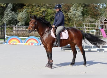 Connemara, Mare, 5 years, 14,1 hh, Brown