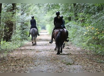 Connemara, Mare, 5 years, 14,1 hh, Brown