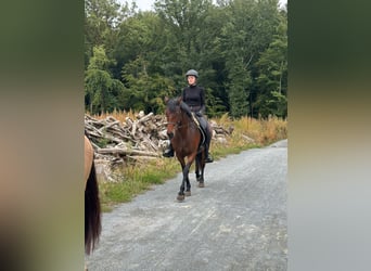 Connemara, Mare, 5 years, 14,1 hh, Brown