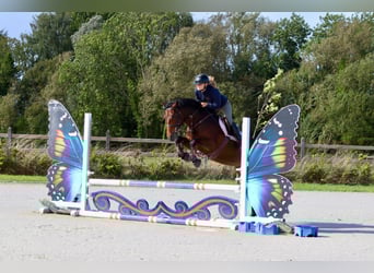 Connemara, Mare, 5 years, 14,1 hh, Brown