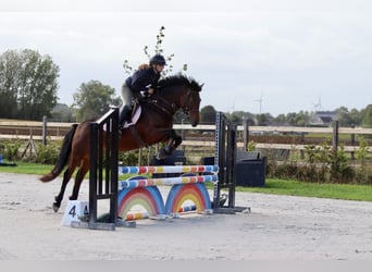 Connemara, Mare, 5 years, 14,1 hh, Brown