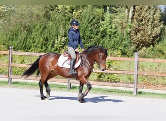 Connemara, Mare, 5 years, 14,1 hh, Brown