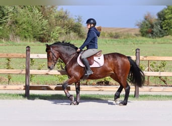 Connemara, Mare, 5 years, 14,1 hh, Brown