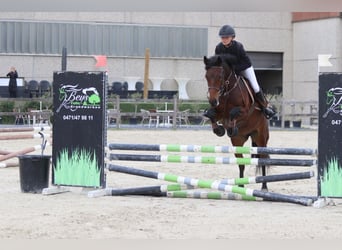Connemara, Mare, 5 years, 14,1 hh, Brown