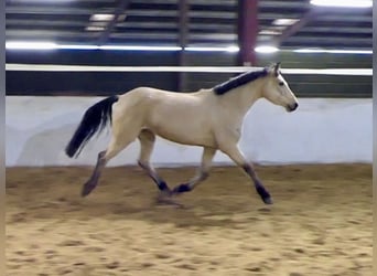 Connemara, Mare, 5 years, 14,1 hh, Dun
