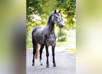 Connemara, Mare, 5 years, 14,1 hh, Gray-Blue-Tan
