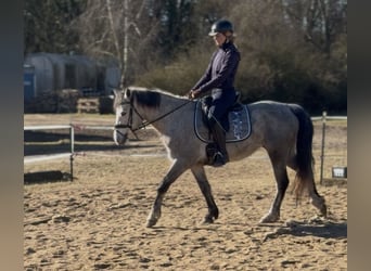 Connemara, Mare, 5 years, 14,1 hh, Grey-Dapple