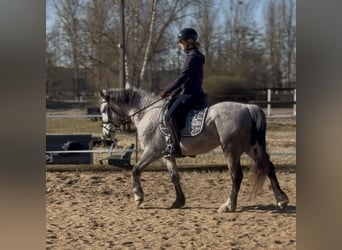 Connemara, Mare, 5 years, 14,1 hh, Grey-Dapple