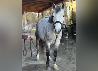 Connemara, Mare, 5 years, 14,1 hh, Grey-Dapple