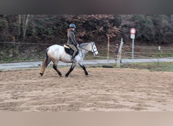 Connemara, Mare, 5 years, 14,1 hh, Grey-Dapple
