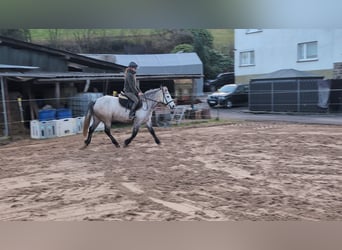 Connemara, Mare, 5 years, 14,1 hh, Grey-Dapple