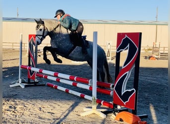 Connemara, Mare, 5 years, 14,1 hh