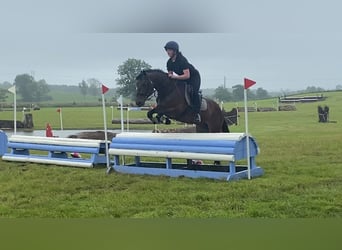 Connemara, Mare, 5 years, 14,2 hh, Bay