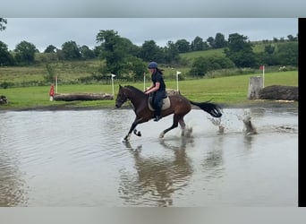 Connemara, Mare, 5 years, 14,2 hh, Bay