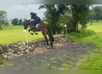 Connemara, Mare, 5 years, 14,2 hh, Bay