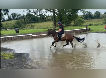 Connemara, Mare, 5 years, 14,2 hh, Bay