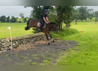 Connemara, Mare, 5 years, 14,2 hh, Bay