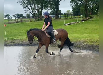 Connemara, Mare, 5 years, 14,2 hh, Bay